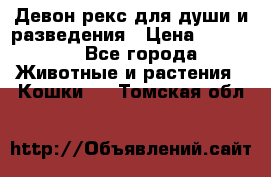 Девон рекс для души и разведения › Цена ­ 20 000 - Все города Животные и растения » Кошки   . Томская обл.